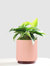 Small Jade Pothos with Mid-Century Ceramic Pot and Wood Plinth