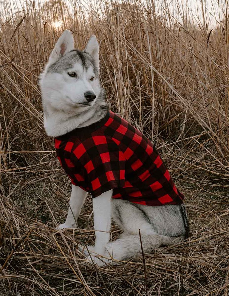 Big Dog Red & Black Plaid Pajamas - Red-Black