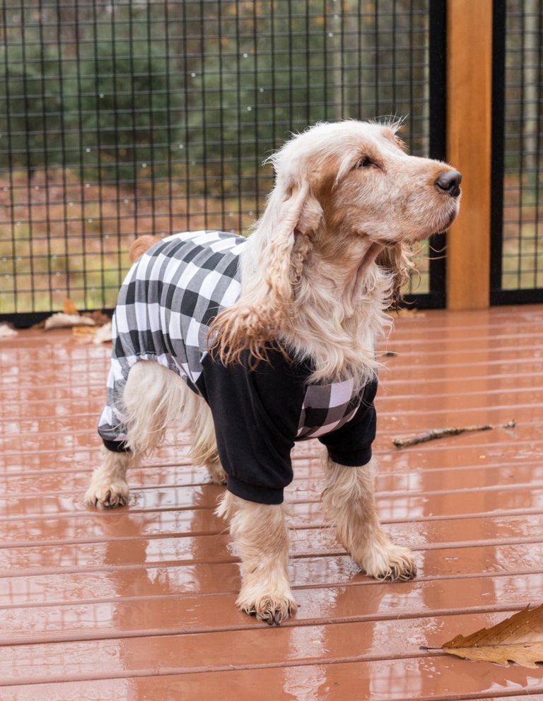 Dog Black & White Plaid Pajamas - Black-White