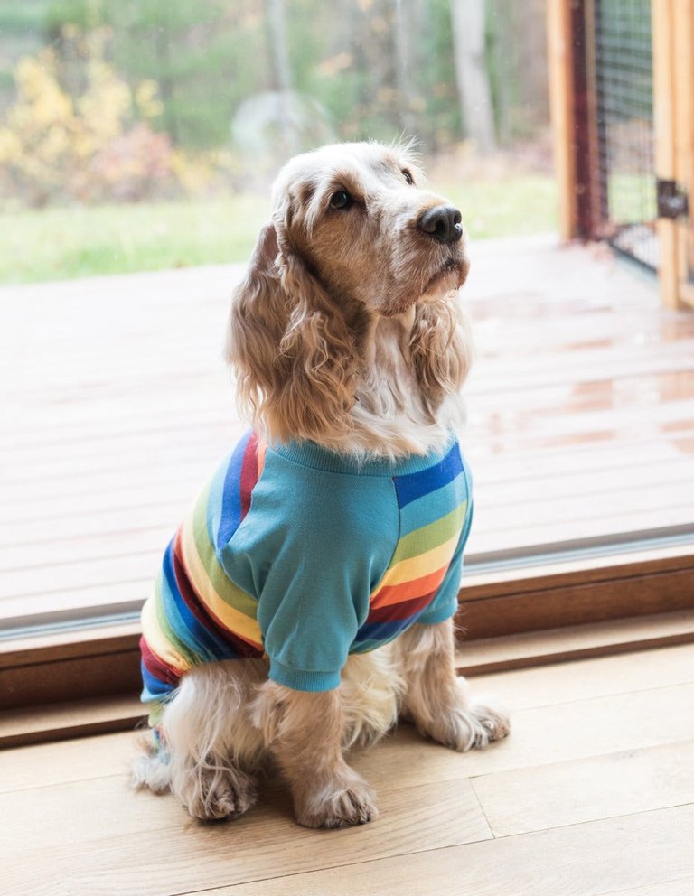 Dog Cotton Rainbow Boy Stripes Pajamas - Rainbow-Stripes-Boy