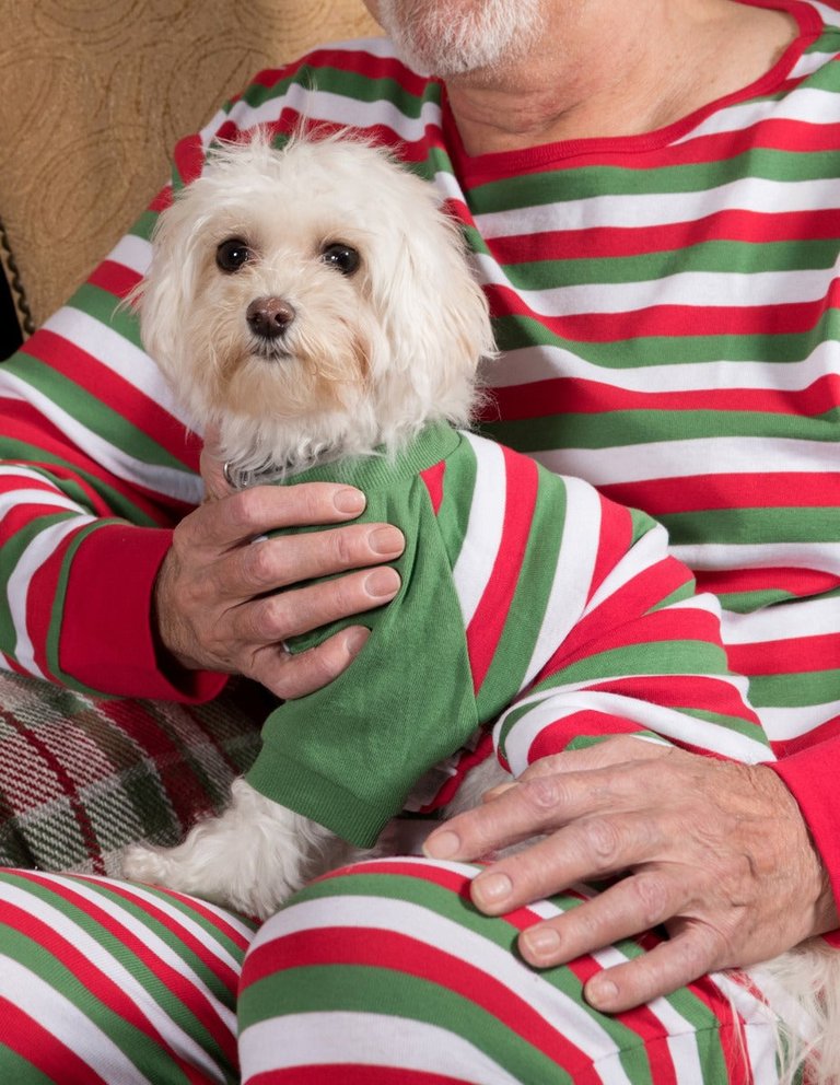 Dog Red White & Green Stripes Cotton Pajamas - Red-White-Green