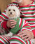 Dog Red White & Green Stripes Cotton Pajamas - Red-White-Green