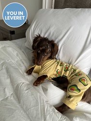 Dog's Avocado Pajamas