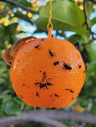 Fly Gnat Flying Pests Trap Glue Ball - 4 Pcs