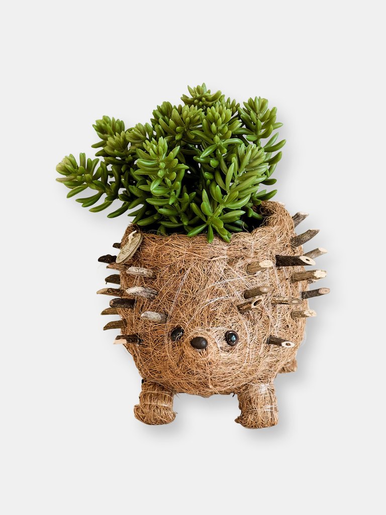 Baby Hedgehog Plant Pot - Handmade Planters