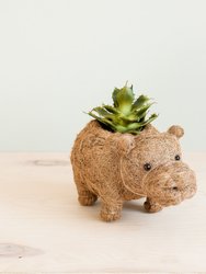 Baby Hippo Plant Pot - Handmade Pots - Natural