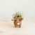 Baby Pig Succulent Pot - Handmade Planters