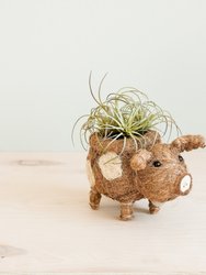 Baby Pig Succulent Pot - Handmade Planters