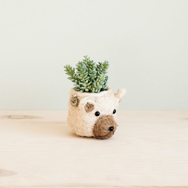 Bear Planter - Animal Head Planters