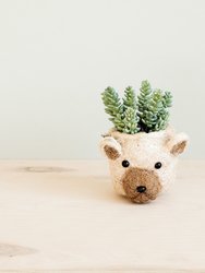 Bear Planter - Animal Head Planters - Natural and White