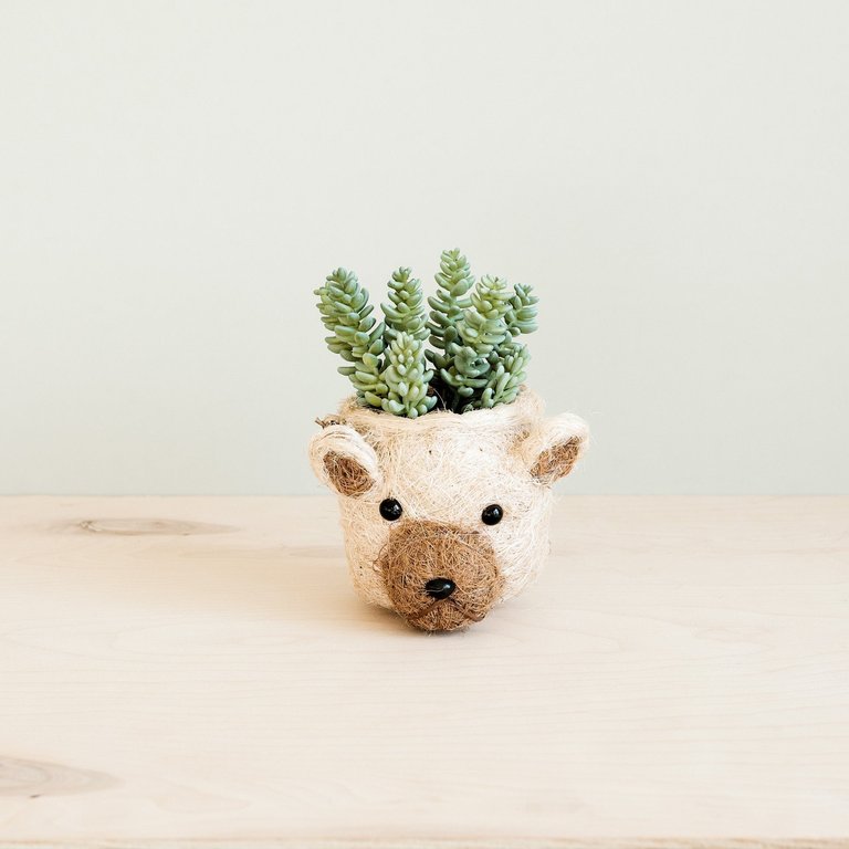 Bear Planter - Animal Head Planters - Natural and White