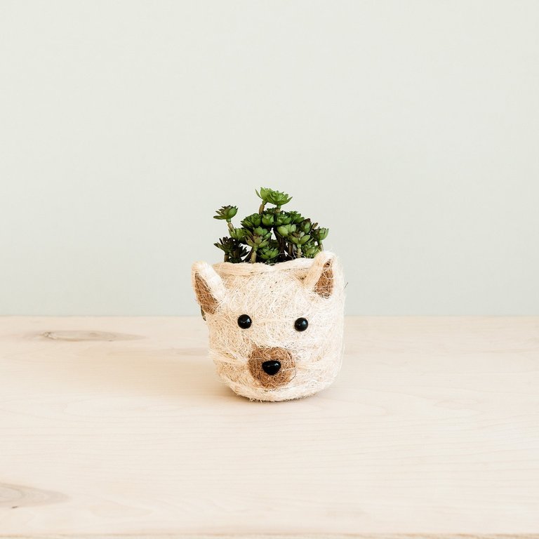 Cat Succulent Planter - Animal Head Planters - Natural and White