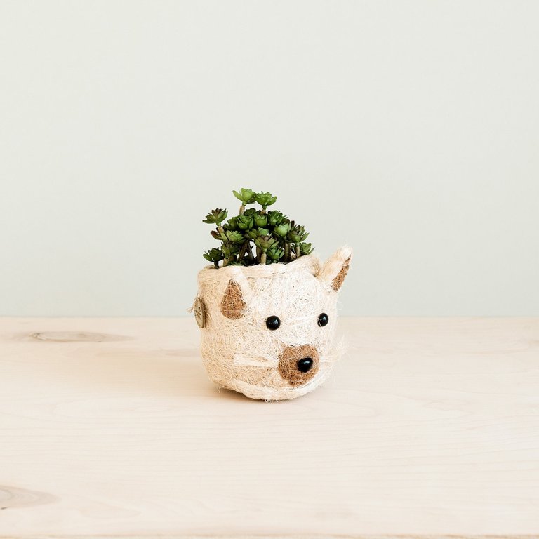 Cat Succulent Planter - Animal Head Planters