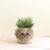 Dog 6" Seagrass Basket Planter - Planter Basket - Natural