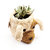 Dog Succulent Planter - Animal Head Plant Pot