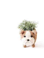 English Bulldog Planter - Coco Coir Pots