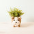 English Bulldog Planter - Coco Coir Pots