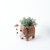 English Bulldog Planter - Coco Coir Pots