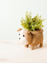 English Bulldog Planter - Coco Coir Pots