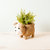 English Bulldog Planter - Coco Coir Pots