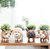 English Bulldog Planter - Coco Coir Pots