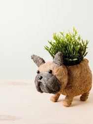 French Bulldog Planter - Coco Coir Pots