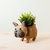 French Bulldog Planter - Coco Coir Pots