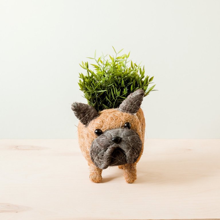 French Bulldog Planter - Coco Coir Pots - White