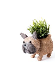 French Bulldog Planter - Coco Coir Pots