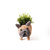 French Bulldog Planter - Coco Coir Pots