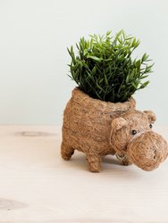 Hippo Planter - Coco Planter