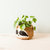 Large three-tone Sloth - Coco Coir Pots (6 inch)