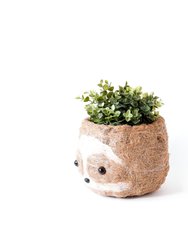Large two-tone Sloth - Coco Coir Pots (6 inch)