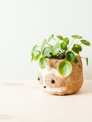 Large two-tone Sloth - Coco Coir Pots (6 inch)