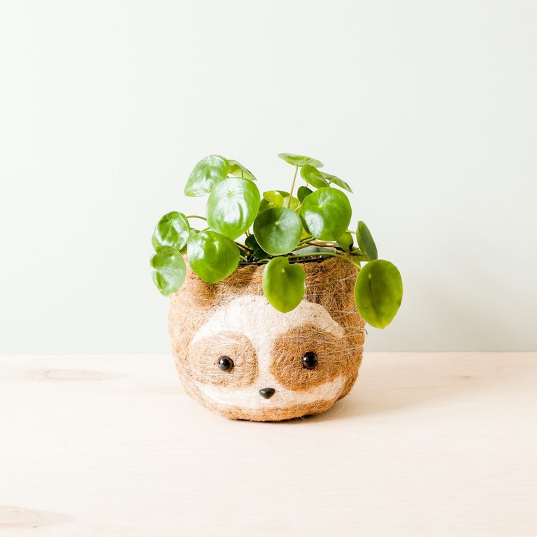 Large two-tone Sloth - Coco Coir Pots (6 inch) - Natural Brown