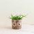 Owl 6" Seagrass Basket Planter - Succulent Plant Pot - Natural