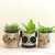 Panda 6" Seagrass Basket Planter - Animal Planter