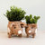 Pig Planter - Coco Coir Pots