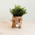 Pig Planter - Coco Coir Pots