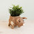 Pig Planter - Coco Coir Pots