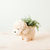 Poodle Planter - Coco Coir Pots