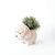 Poodle Planter - Coco Coir Pots