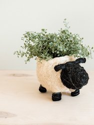 Sheep Planter - Coco Coir Pots - Black and White