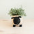 Sheep Planter - Coco Coir Pots