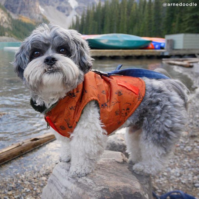 The Big Bear Reversible Teddy Vest