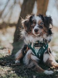 The Birds of Paradise Reversible Harness