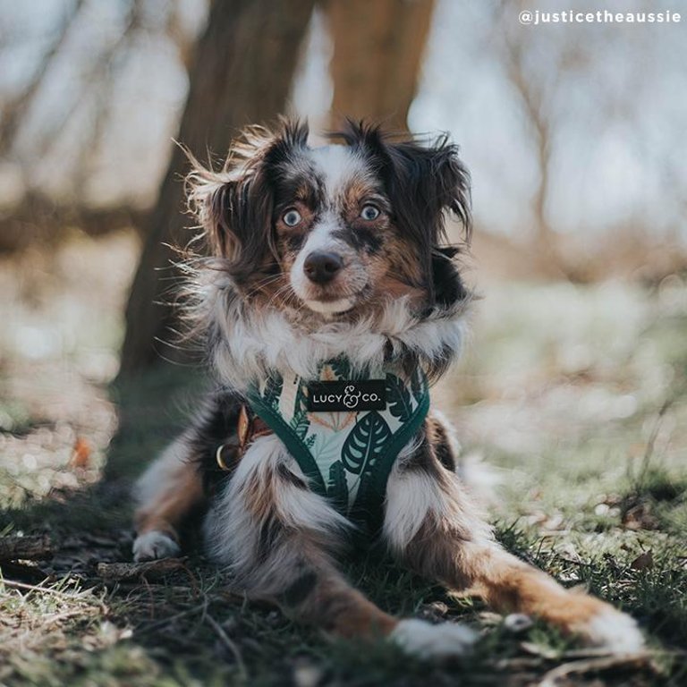 The Birds of Paradise Reversible Harness