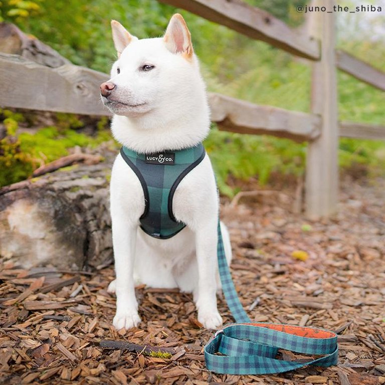 The Let's Adventure Leash