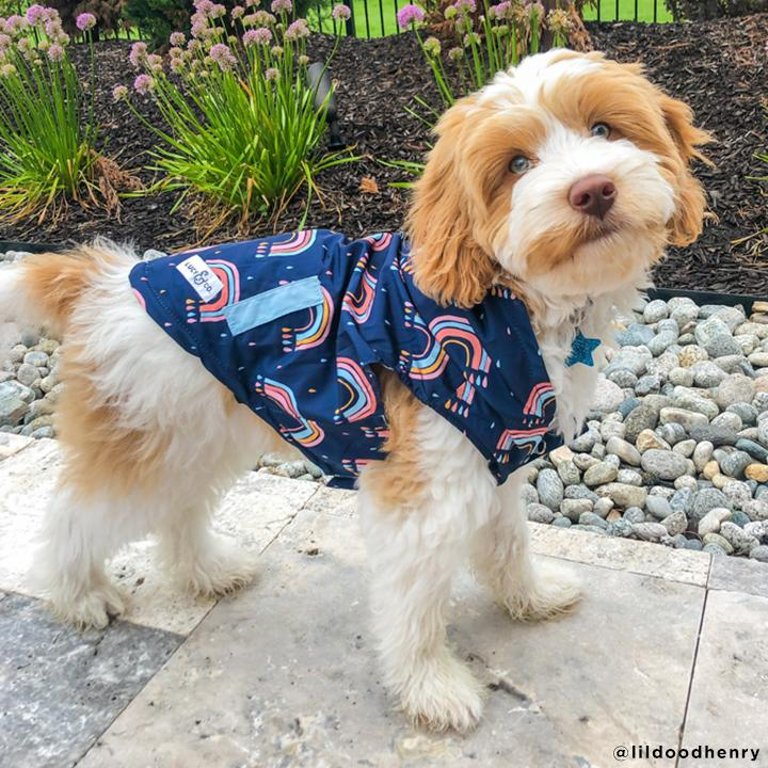 The Over The Rainbow Reversible Pet Raincoat