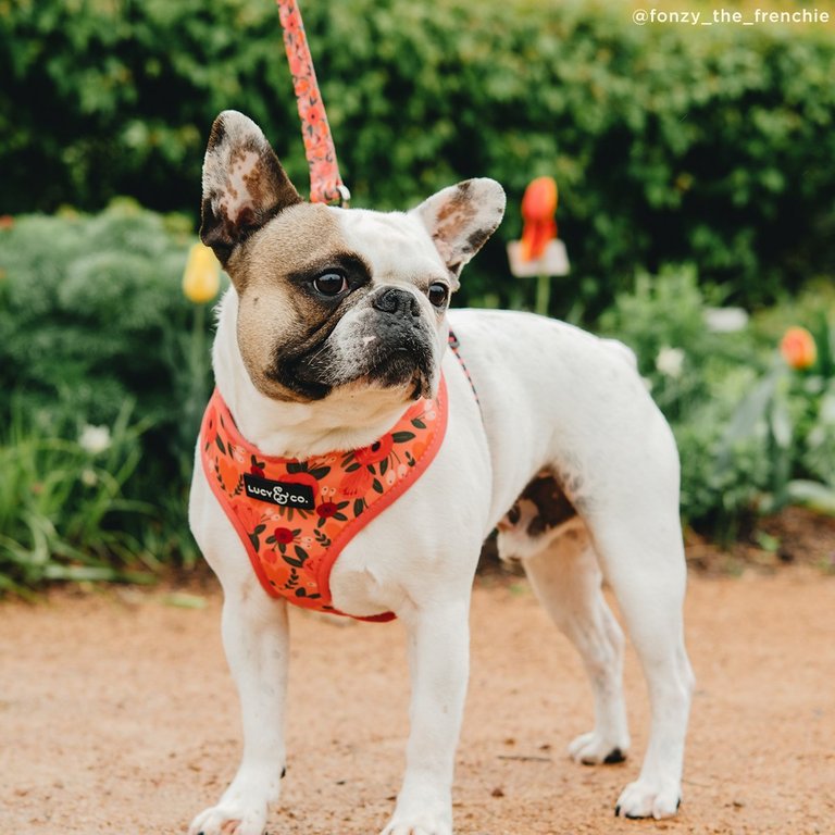 The Posy Pink Leash